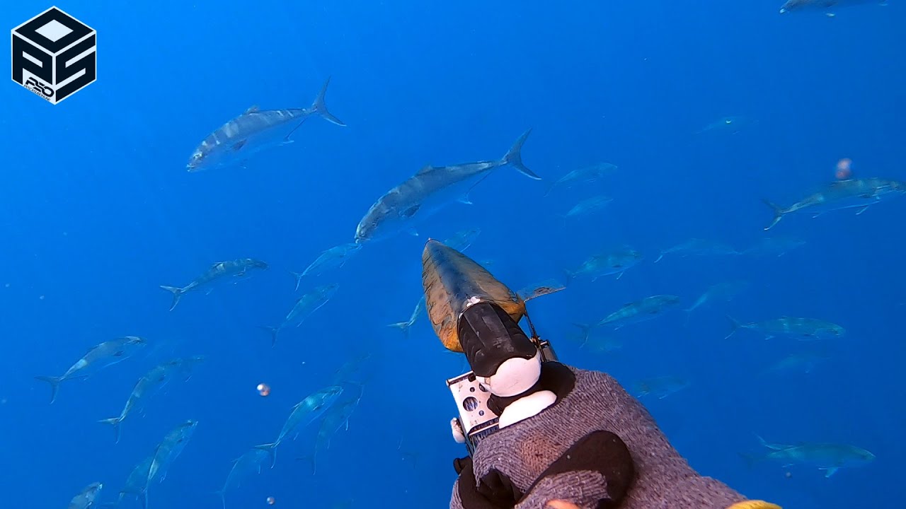 PESCASUB Ricciola 15 kg Cernia e Pesci Pesca subacquea Agguato - Tecniche di Pesca in Apnea 2024
