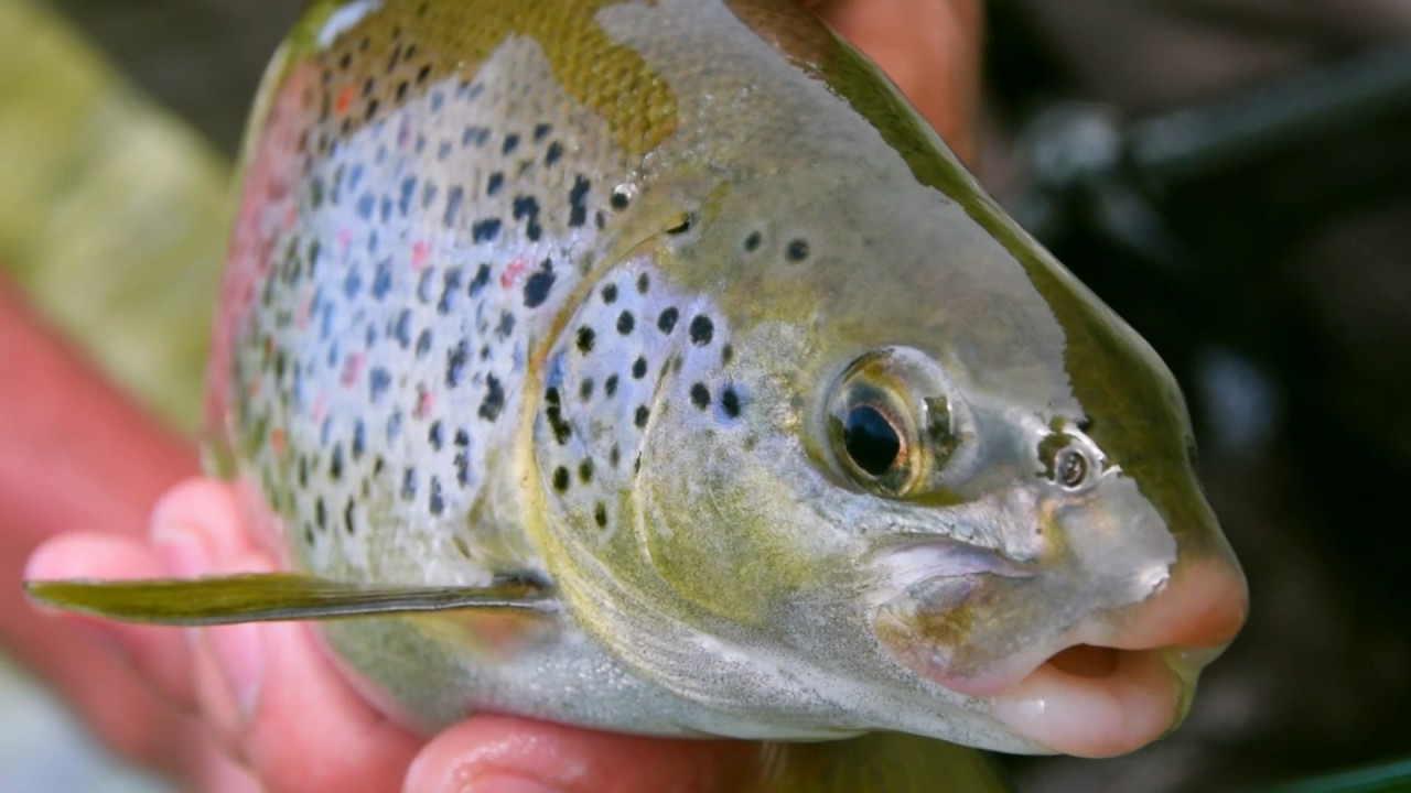 Neretva River - Fishing travel video 2017