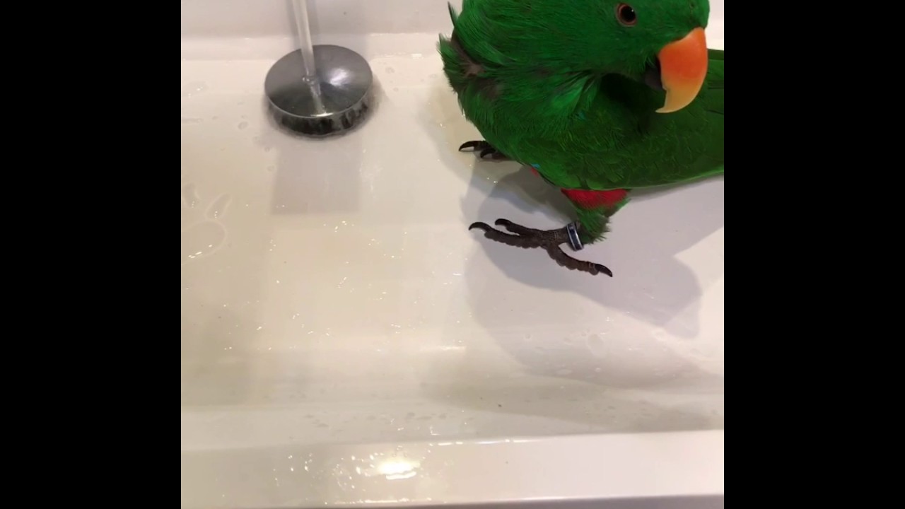 Happy the Eclectus  talking - parrot talk
