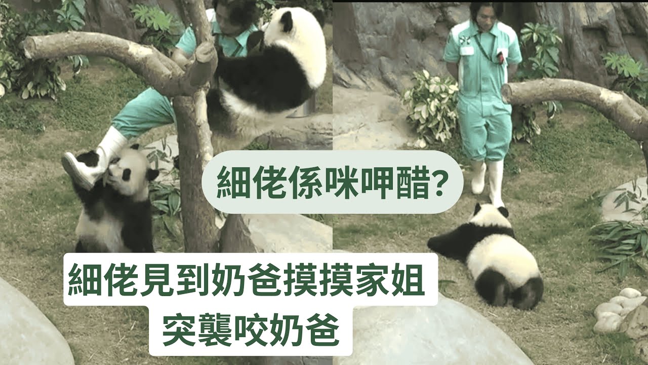 細佬見william奶爸摸摸家姐  突襲咬奶爸 | 細佬呷醋 撒嬌求按摩 