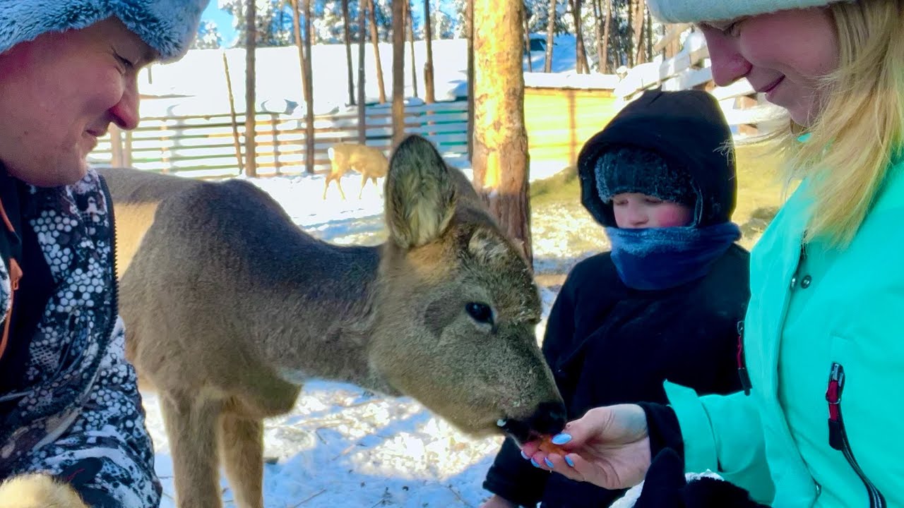 Как Живёт Илюша Спасённый Косулёнок