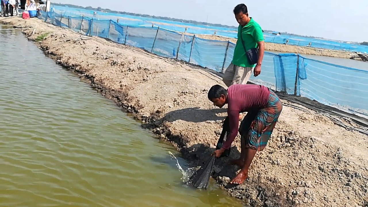 সাত্তার মোড়‌লের চিং‌ড়ি প্র‌জেক্ট