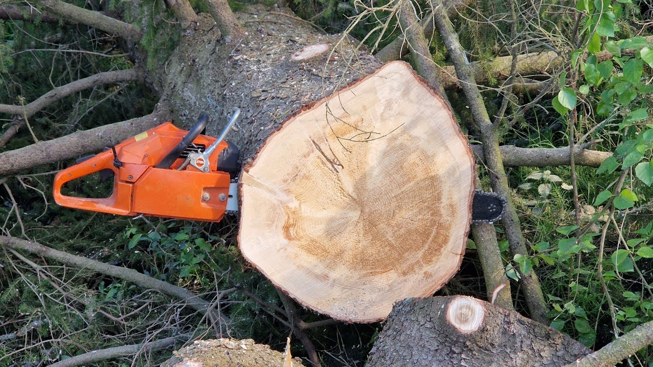 Husqvarna 162 testi isossa kuusessa