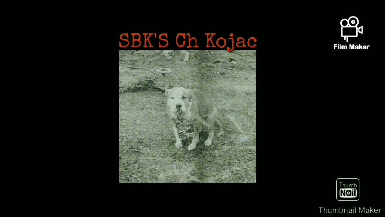 How I got some Super Kennel's Ch  357 blood #apbtlove #gamedogs