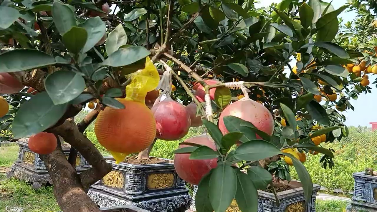 Ngắm vườn bưởi cảnh đẹp tuyệt vời.#bonsai #farm #nongnghiep #tet #nature 