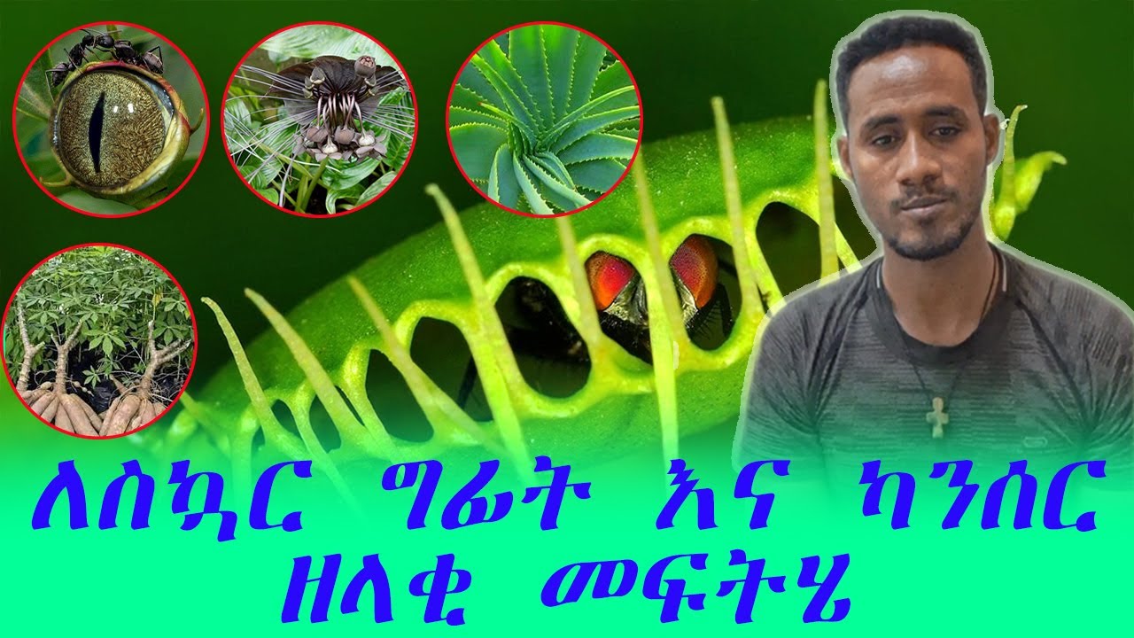ስኳር ካንሰር እና ደም ግፊት ዘላቂ መፍትሔ አላቸው /ዘረ ደሸት/ ዮሐንስ ሽፍራው