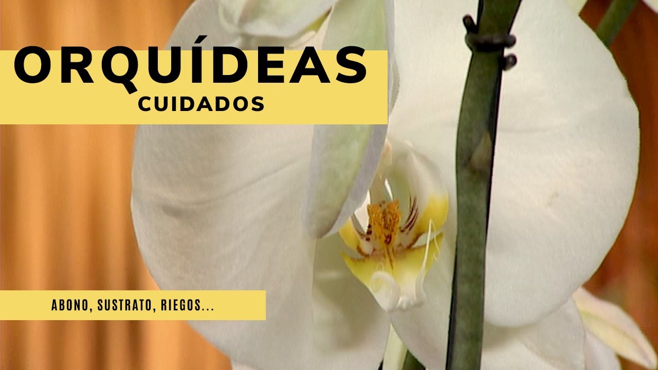 ORQU&Iacute;DEAS 🌱 C&oacute;mo cuidarlas &iexcl;Os contamos las claves! 👩&zwj;🌾 Jardinatis