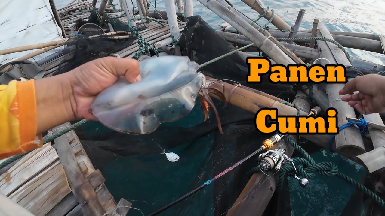 MANCING CUMI-CUMI DI BAGAN APUNG PELABUHANRATU, DARI PAGI-SIANG