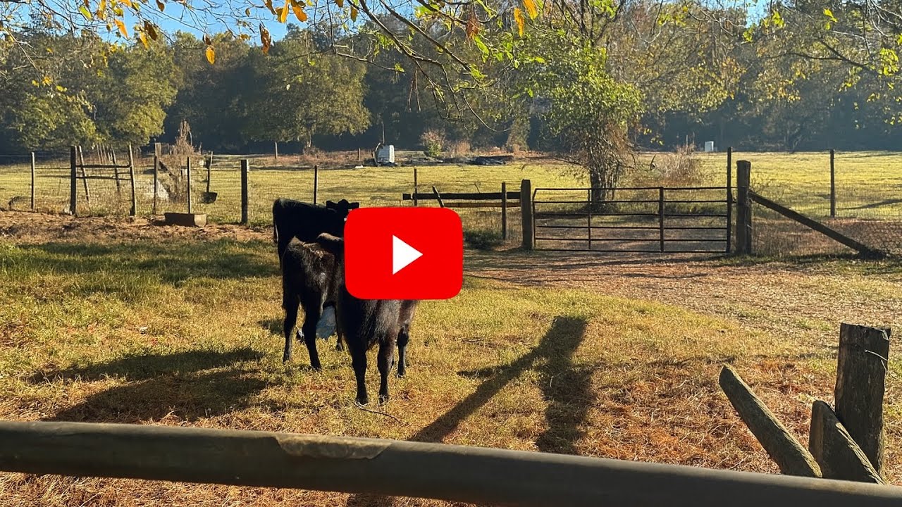 Hill Side Pasture Walk and Spooked Cows