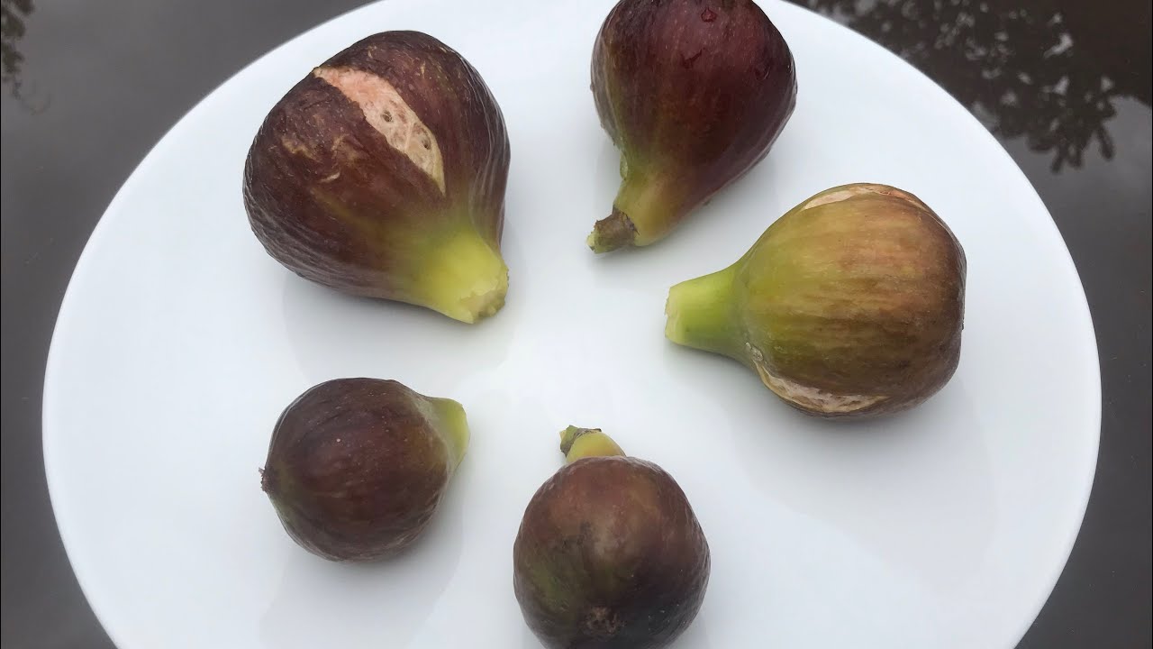 Massive variation in the size of breba figs picked from the SAME variety on the same day