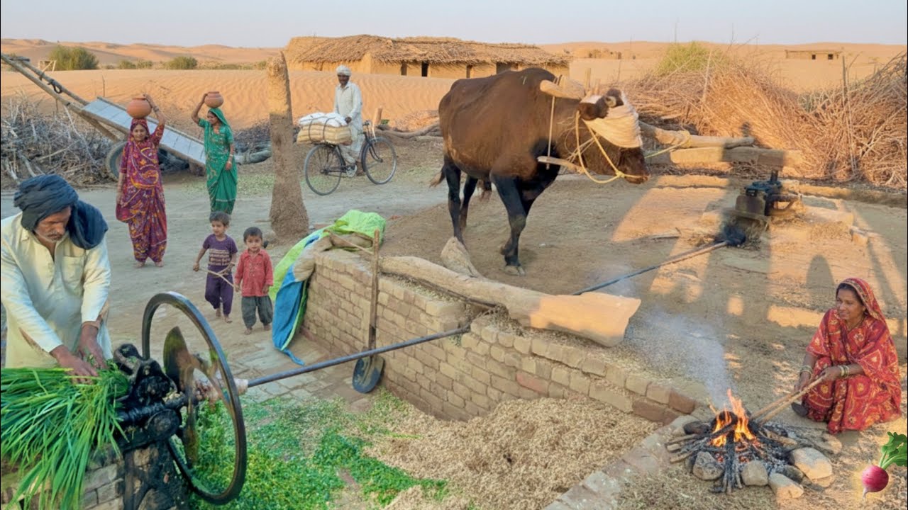 Real Village Life In Pakistan || Old Chaff Cutter Machine On Bull || Desi Culture & Village Life 