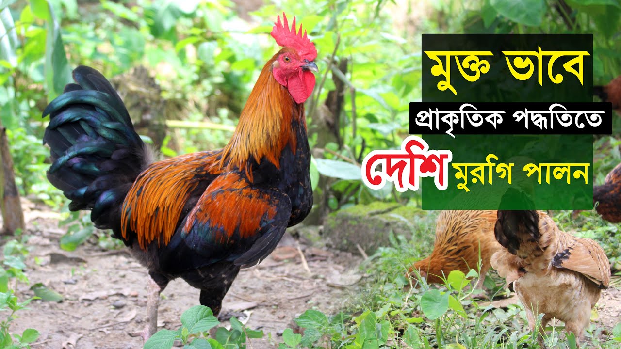 মুক্ত ভাবে প্রাকৃতিক পদ্ধতিতে দেশি মুরগি পালন | Desi murgi palan | Desi murgi farming in bangladesh