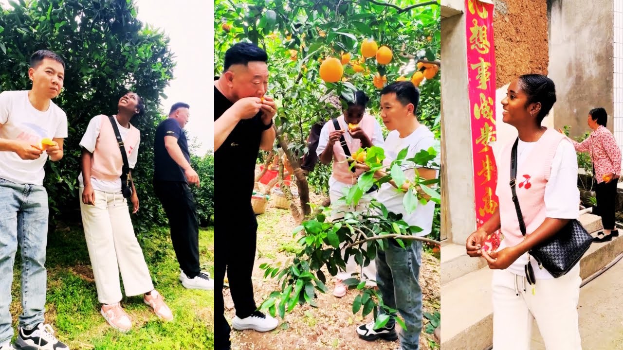 Brother Zhan takes Anjina and Jintao to the orchard to pick fruit
