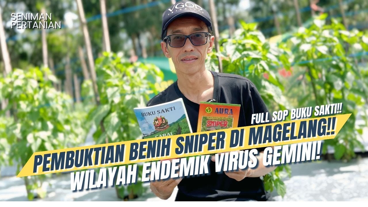 BERANI TANAM CABAI SNIPER DI SARANG VIRUS‼️ UJI TOLERANSI VIRUS GEMINI & JAMUR DI MAGELANG‼️