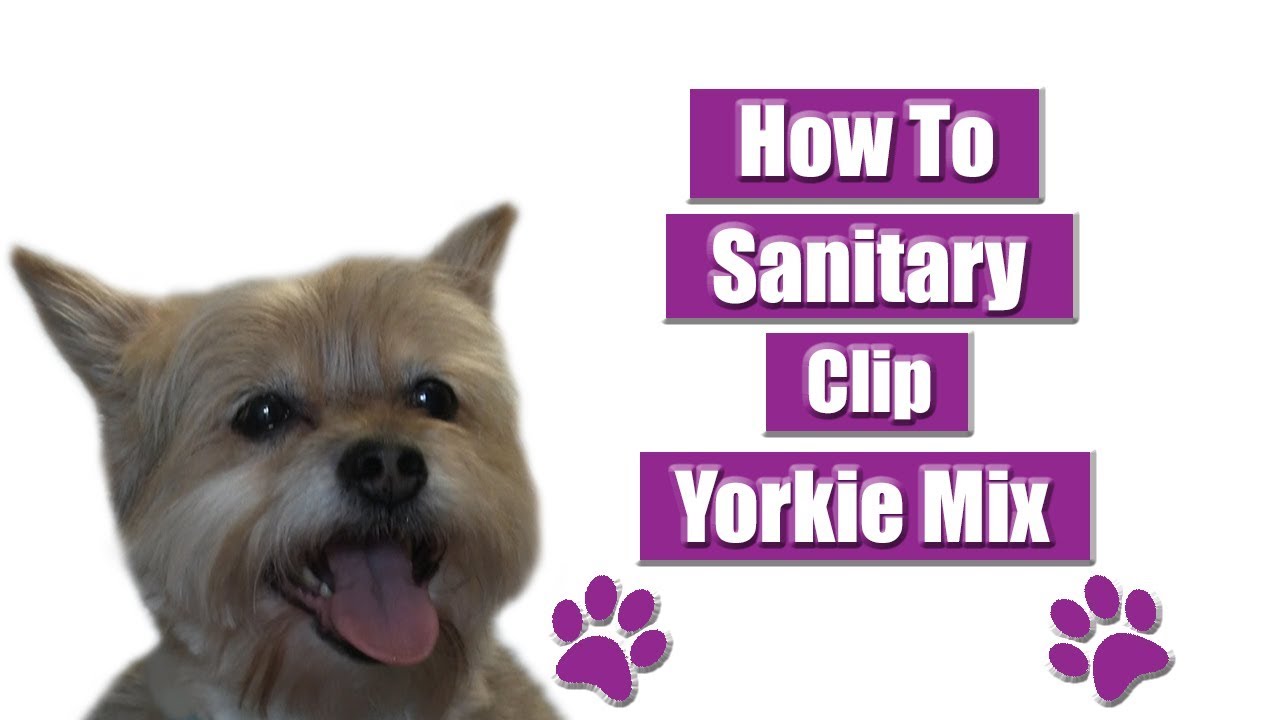 How To Sanitary Clip A Yorkie Mix