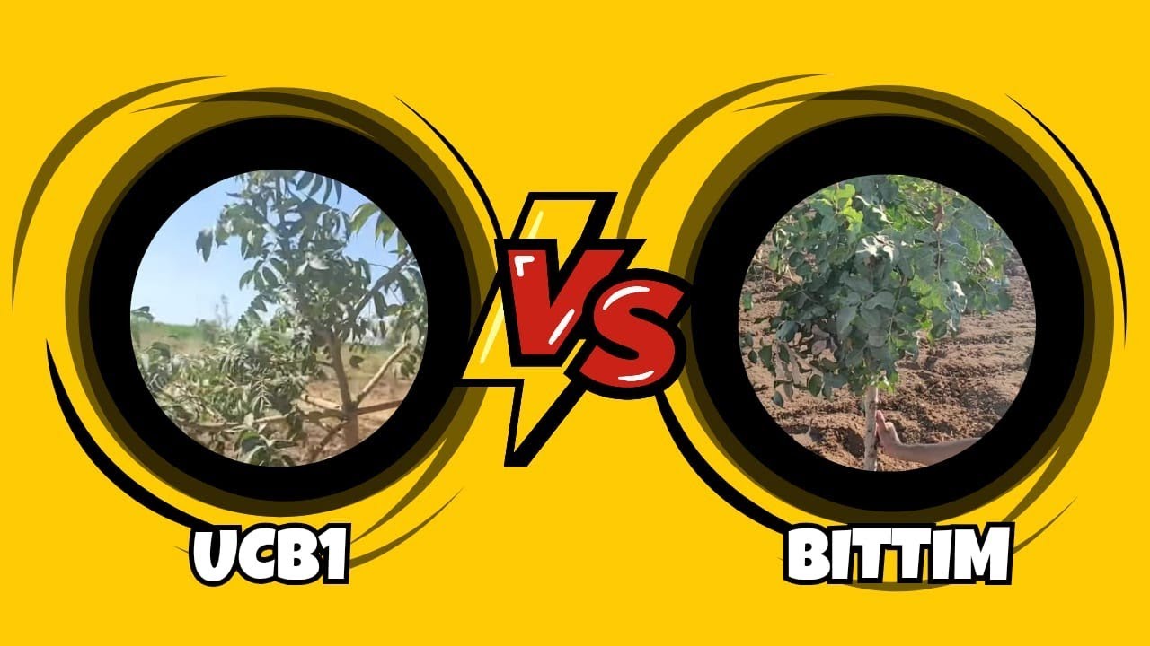 UCB1 ve Buttum (Bıttım) anacı karşılaştırması
