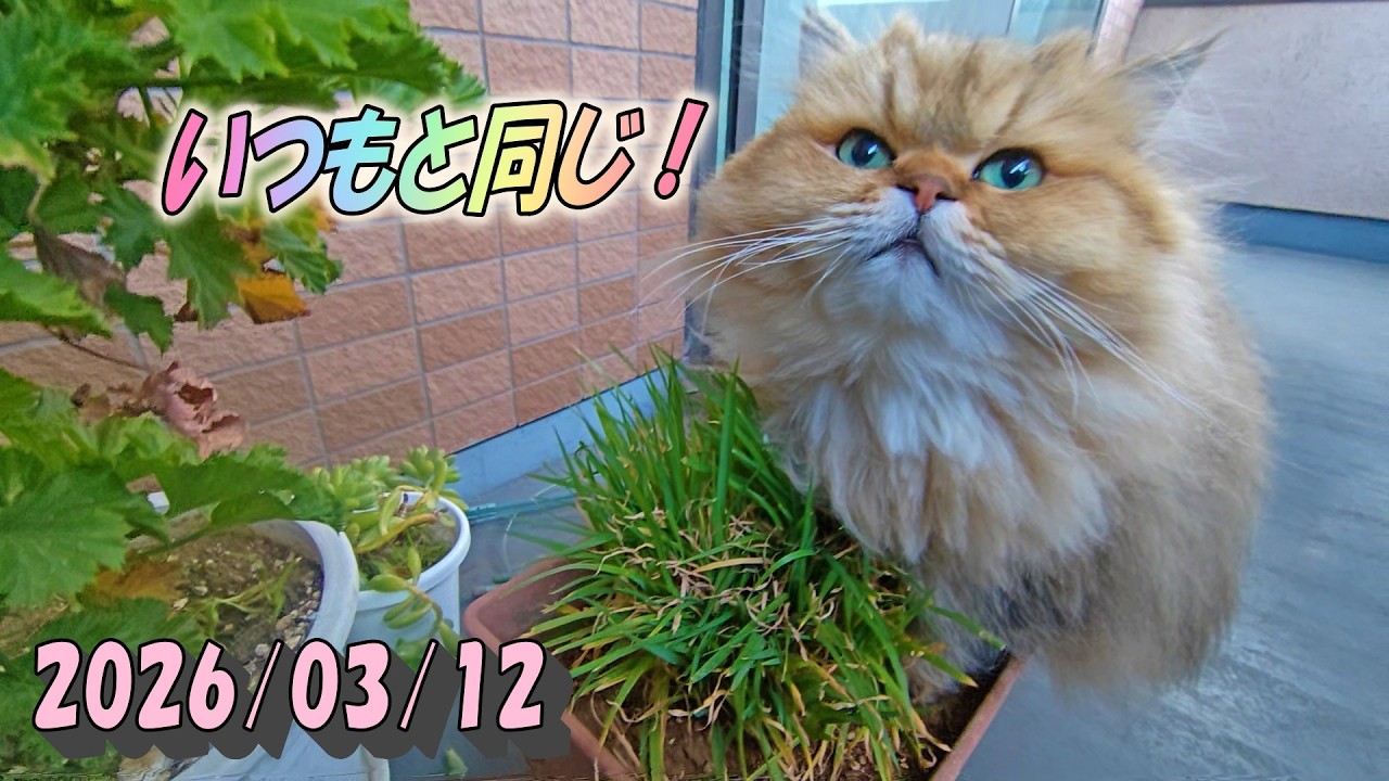 バルコニーをチェックし草を食べて朝食を取るいつも通りのひとみ　Persian cat Hitomi's relaxing days　2026/03/12
