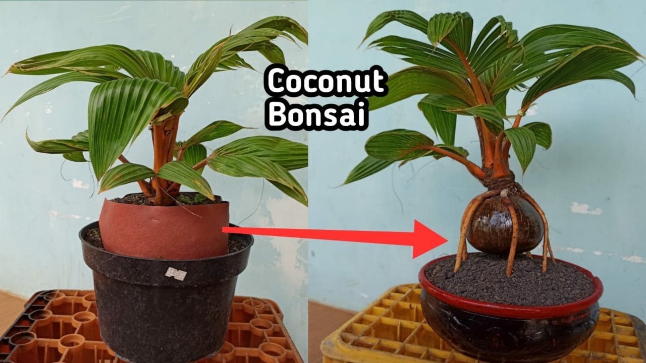 EXPOSE AKAR DAN BATOK BONSAI KELAPA AGAR INDAH