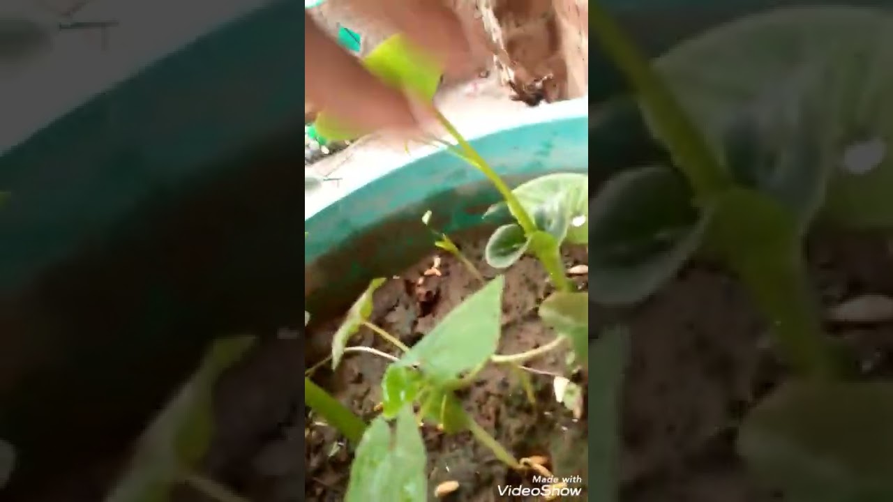 How to grow yam Plants easy in pot at home 🏠?