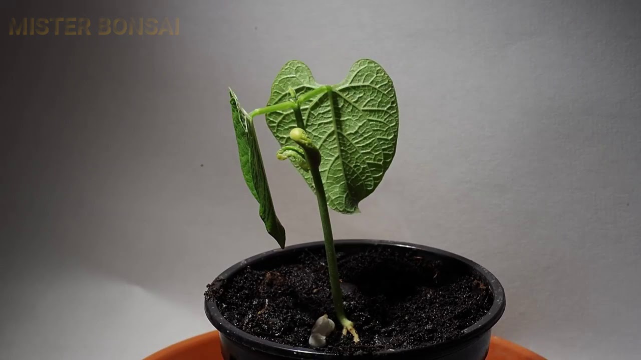 Mister Bonsai -20%