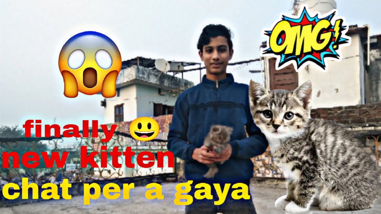 Finally new kitten chat per a gaya🤩! Lekin esne kiya kha liya 😱 #cat #viral #vlog #animals 