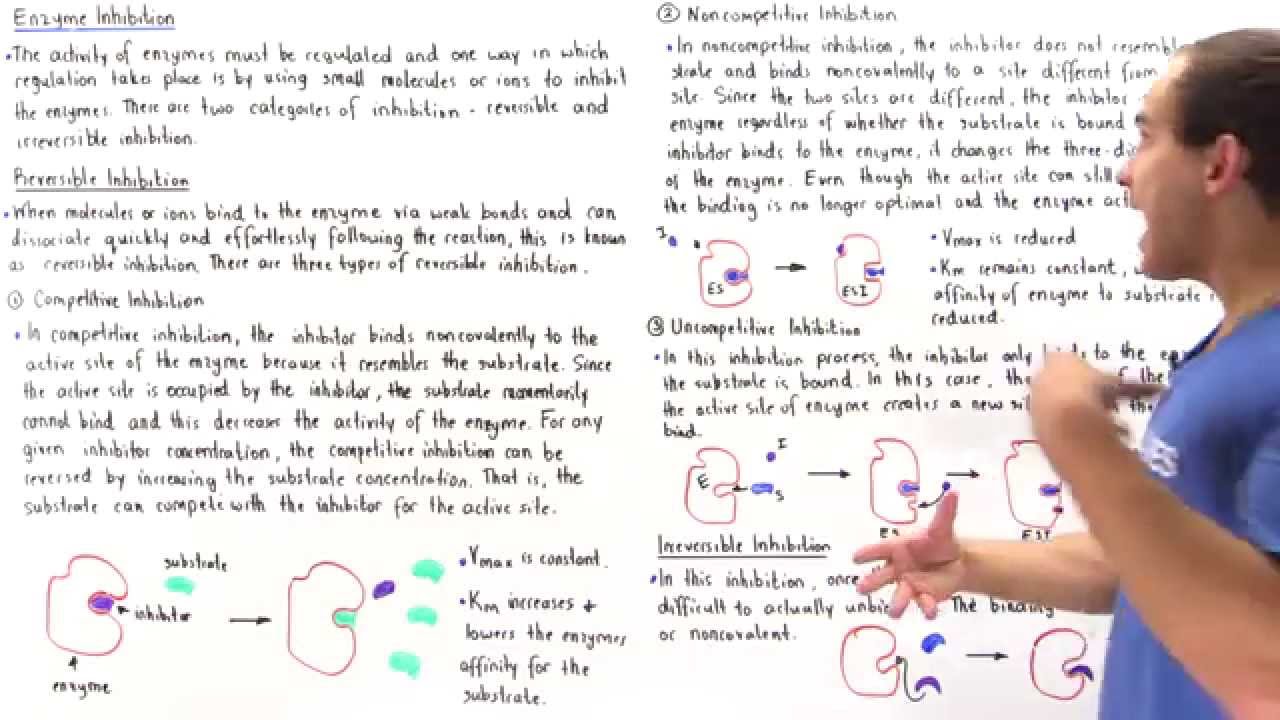 Reversible and Irreversible Enzyme Inhibition