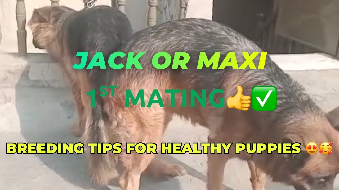 High quality puppies ke liya breeding kerwany ka sai time or tareka best time for dog mating 😍🥰