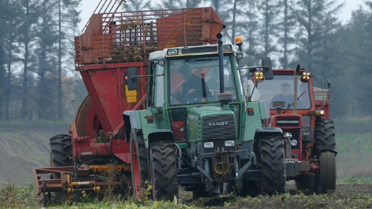 FENDT FARMER 311 Turbomatik Harvesting Sugar Beets