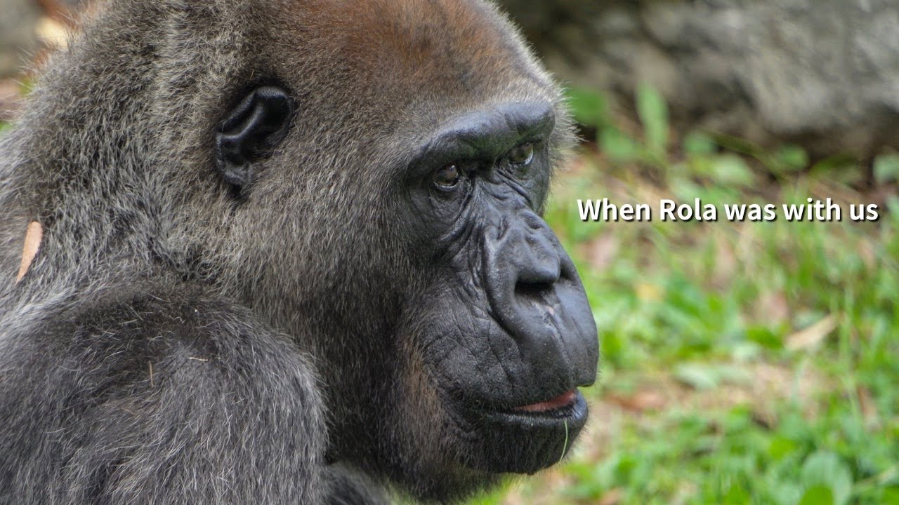 In loving memory of Rola the gorilla