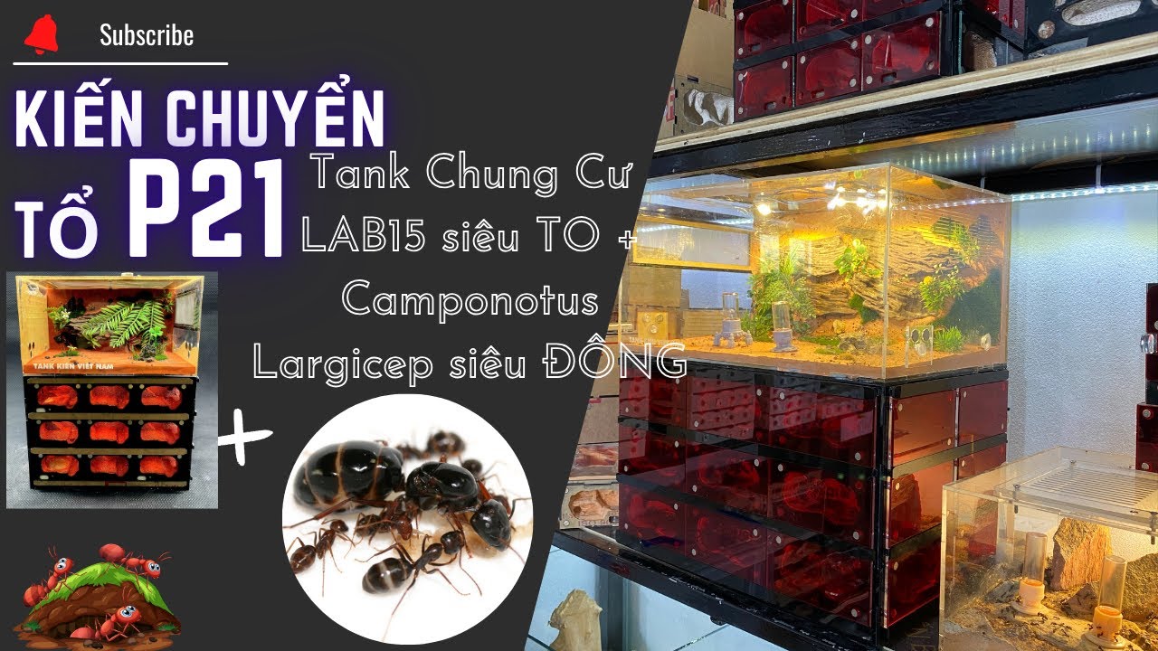 Kiến Chuyển Tổ P21: Bí Quyết Chuyển Tổ Cho Tank Chung Cư LAB15 Cực Kỳ Hiệu Quả | Tạp Hóa Hiển Kiến