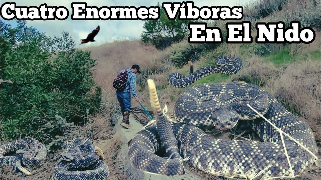 Increíble Encontramos Nido De Grandes Víboras De  Cascabel