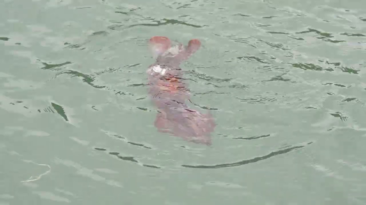 Purpleback Flying Squid 南魷 | New Taipei, Taiwan 貢寮 | Jan 2025 - individual 1