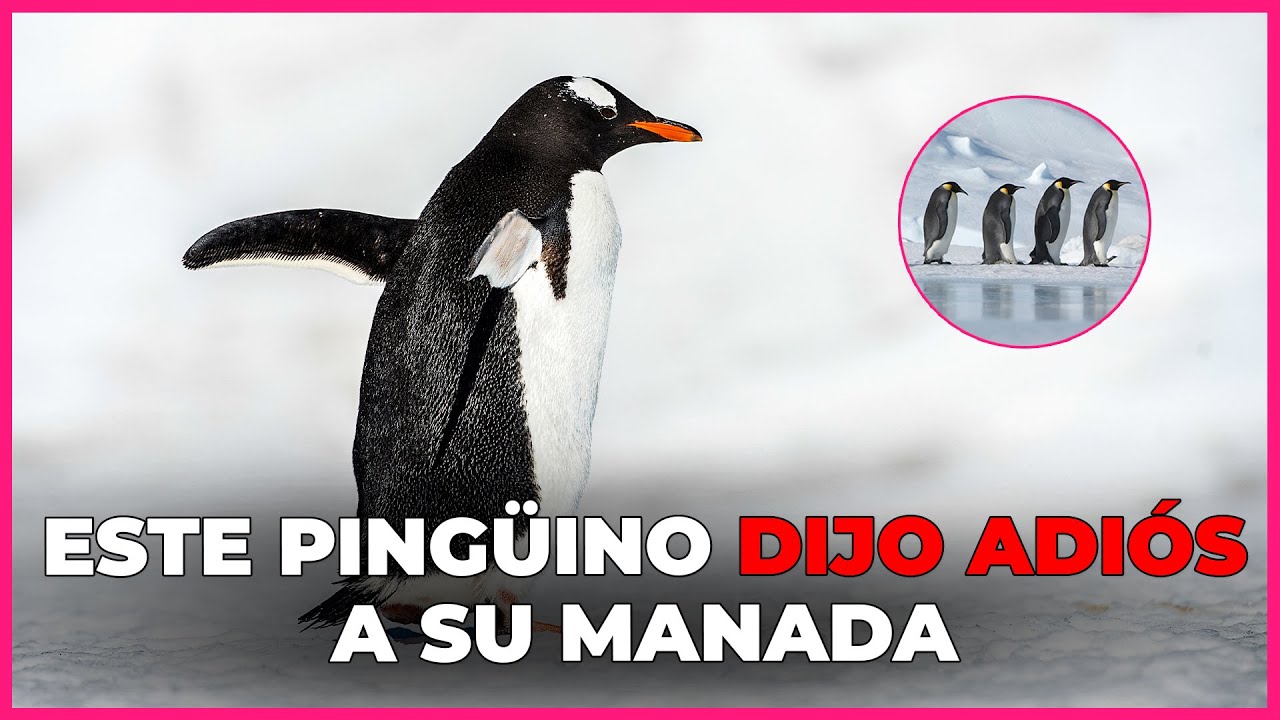 El ping&uuml;ino que dej&oacute; a su manada y camin&oacute; hacia el interior de la Ant&aacute;rtida