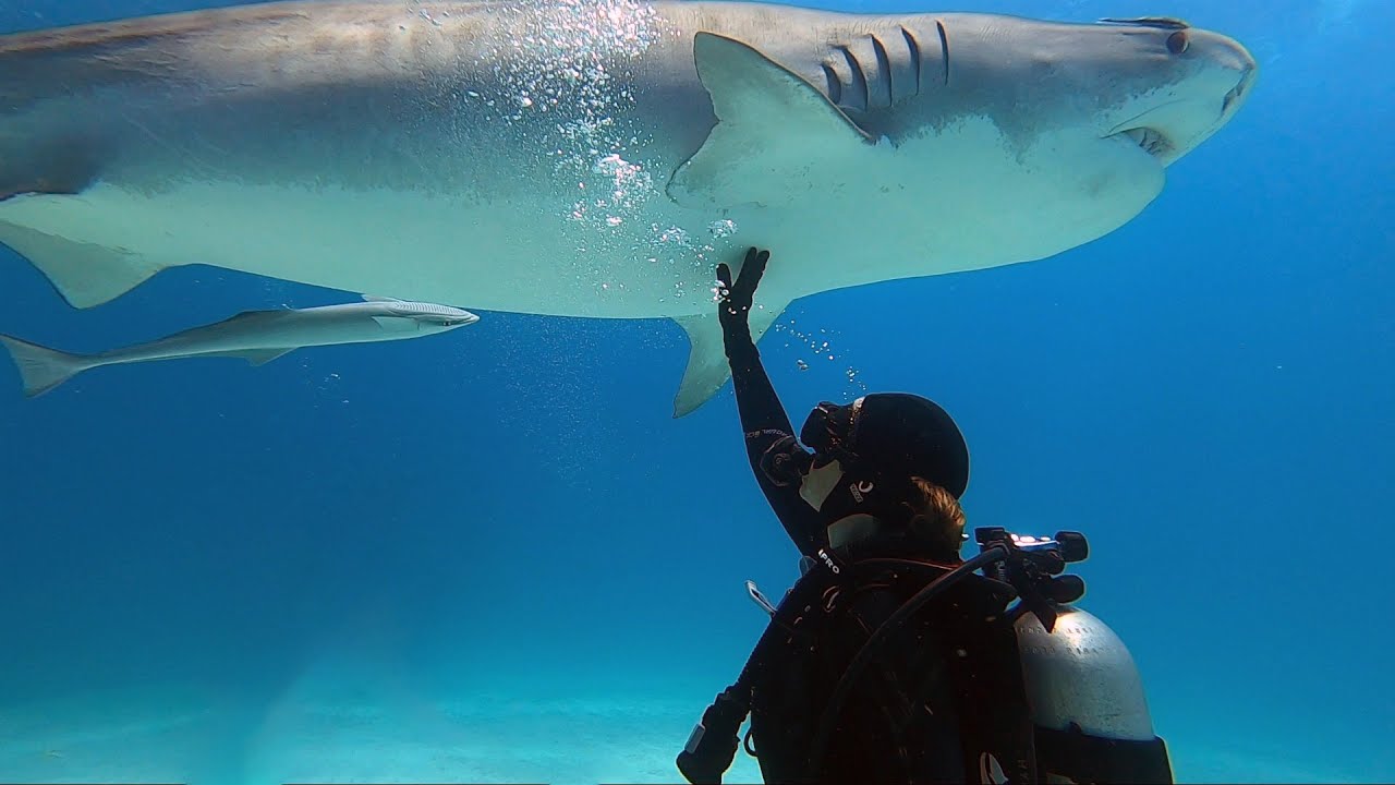 Scuba Diving in Tiger Beach with Epic Diving - Apr 2022 (10m)