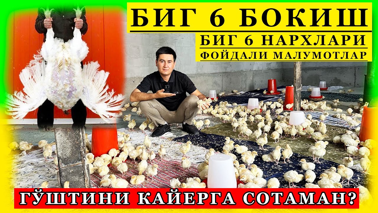 БИГ 6 НАРХЛАРИ БИГ 6 ХАКИДА СИЗ БИЛМАГАН СИРЛАРНИ ОЧИБ ТАШЛАДИК АЛБАТТА КЎРИНГ