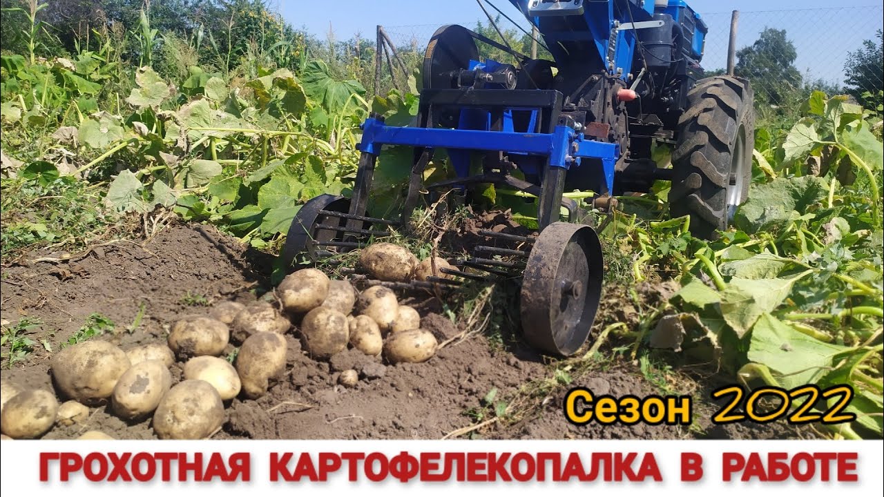 Я ТАКОГО УРОЖАЯ КАРТОФЕЛЯ НЕ ПОМНЮ/ КОПАЕМ ГРОХОТНОЙ КАРТОФЕЛЕКОПАЛКОЙ ДО ТЯЖЁЛОГО МОТОБЛОКА