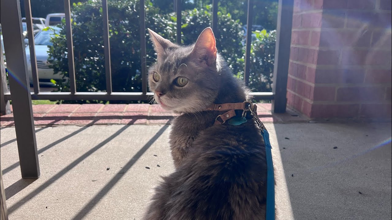 Mom! There’s A Cat Outside! It’s Not Me! | BilliSpeaks