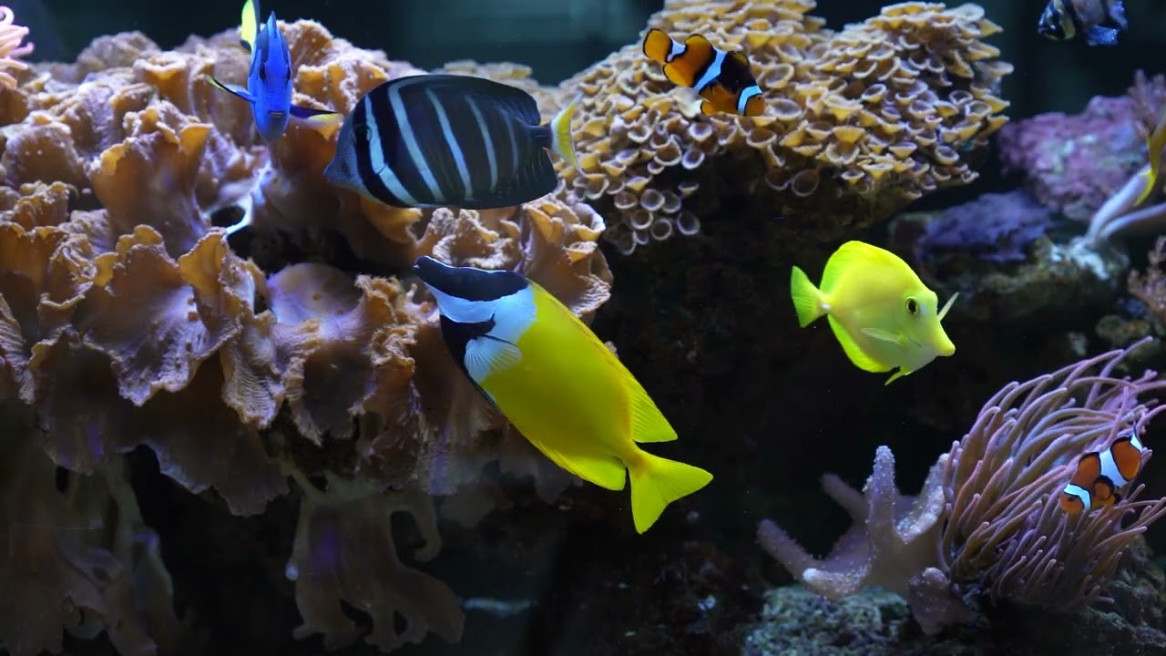 Aquarium op kantoor: zeewater aquarium geplaatst in Heerhugowaard