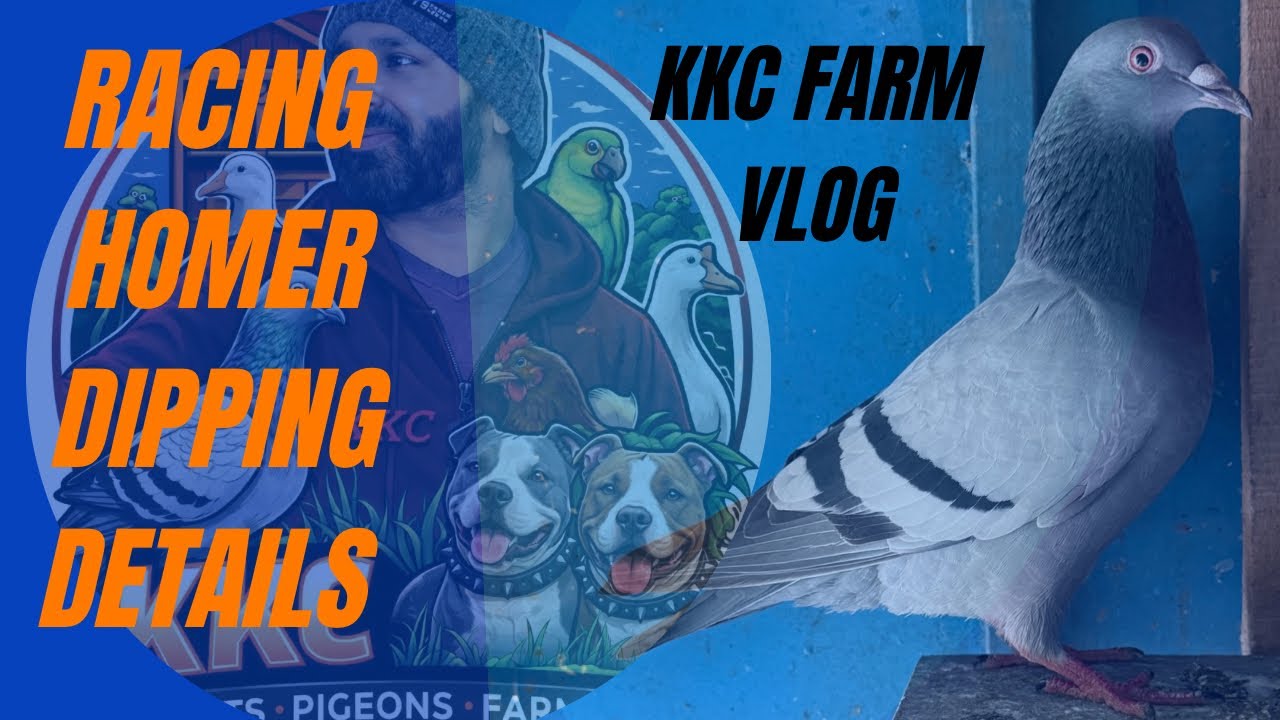 KKC Farm Vlog | Racing Homer Pigeon Ticks & Fly Removal