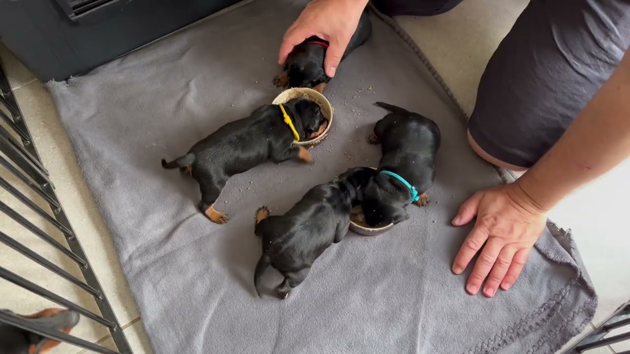 Chiots pinschers nains, début du sevrage #chien #pinscher #chiots #sevrage