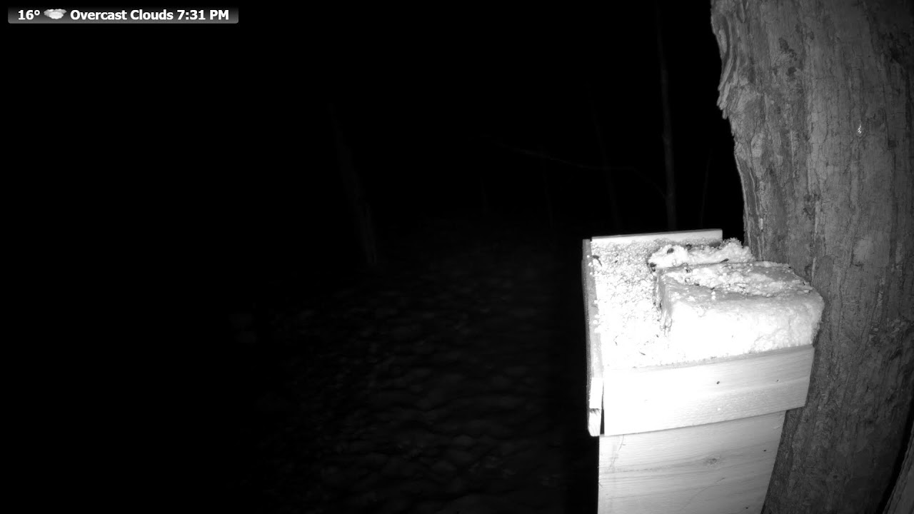 🔴 LIVE Wildlife Feeder | Birds, Squirrels & Forest Animals | Real Northern Wisconsin Nature