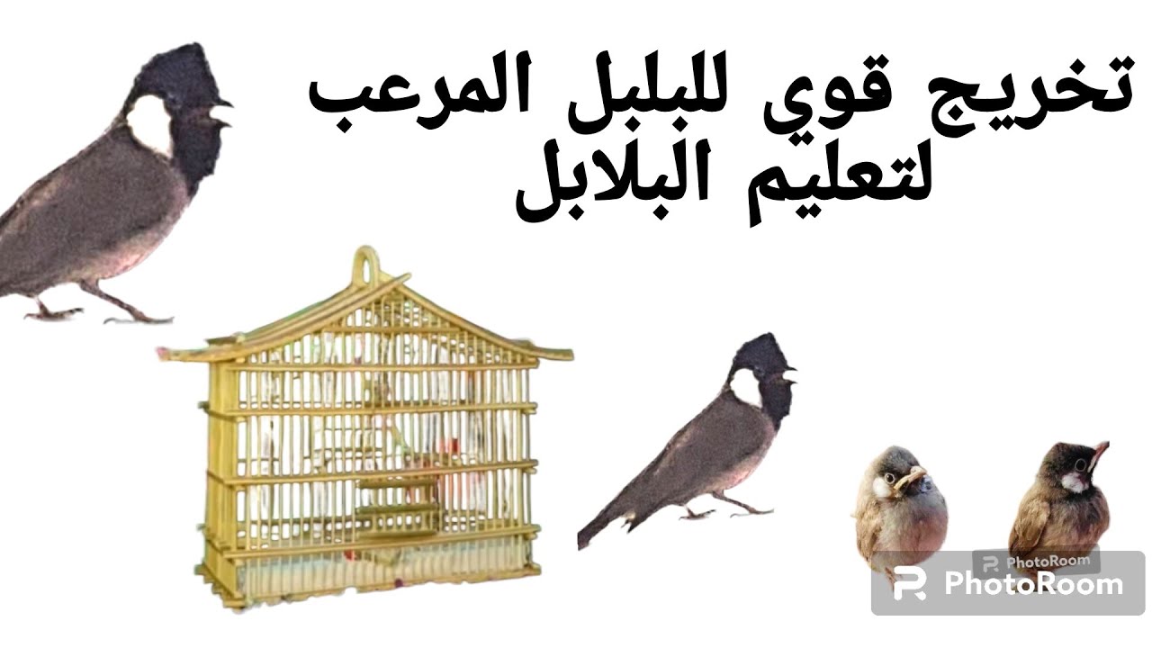 تخريج قوي البلبل المرعب لتعليم البلابل
