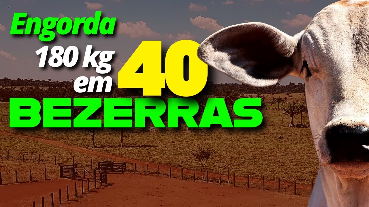 Engorda de Bezerras: Estrat&eacute;gias de Suplementa&ccedil;&atilde;o e Manejo Intensivo #pecu&aacute;ria