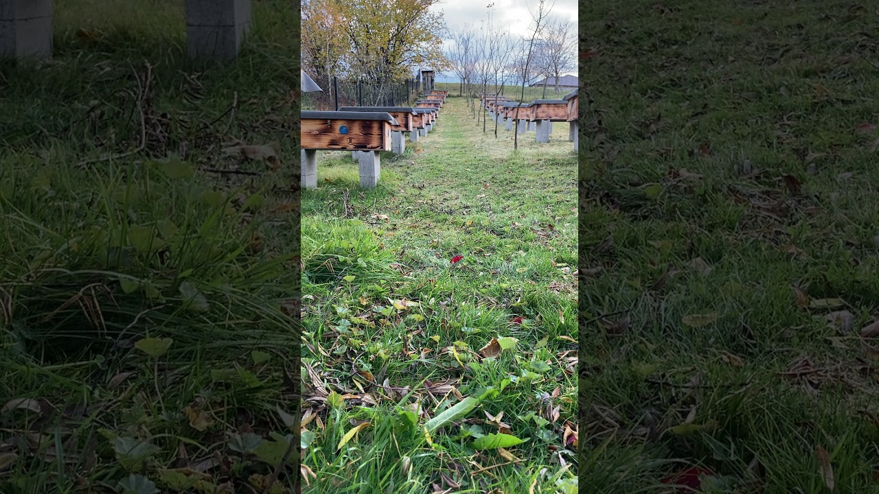 Včelařství Bielesz - Buckfast Beskdydy 1 - část. 1
