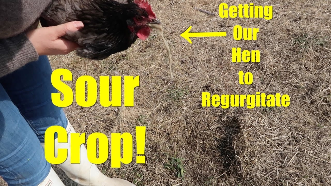 Getting Our Chicken to Regurgitate - Managing Sour Crop in Our Copper Maran Hen