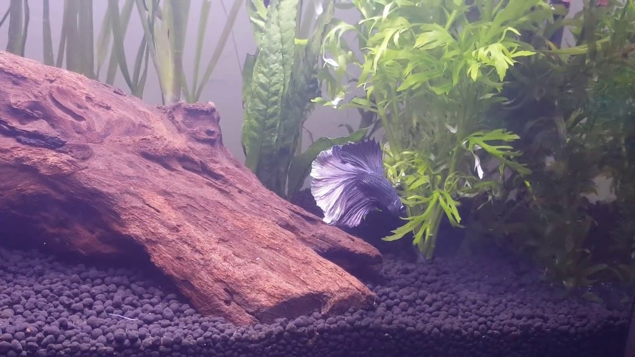 Low Tech Betta planted Tank - 2 Months in