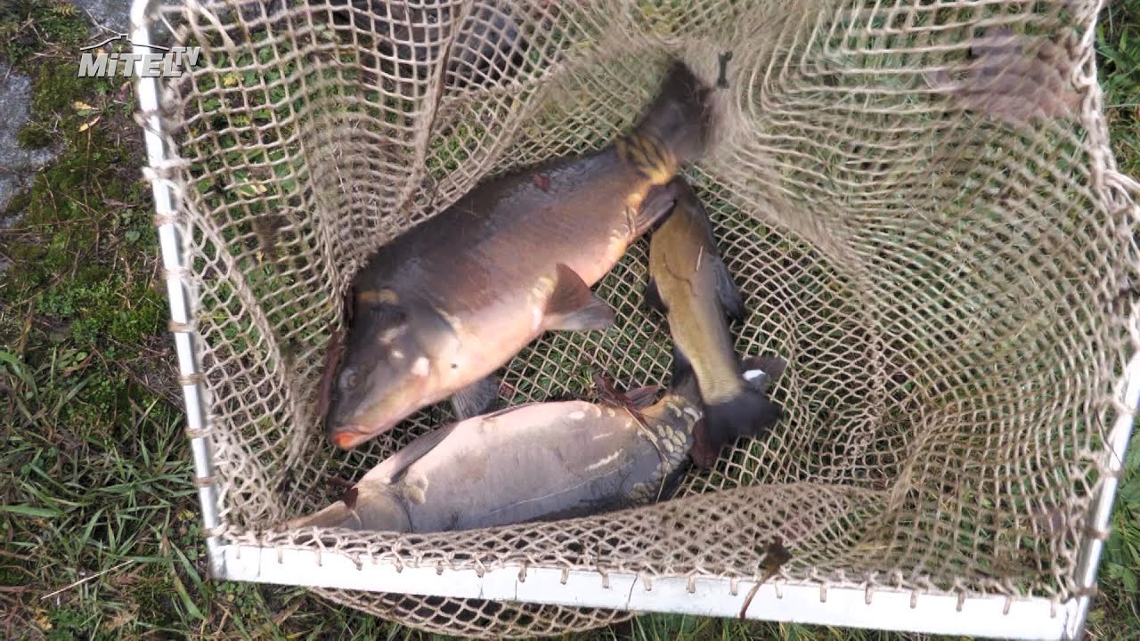 Mimoň&scaron;t&iacute; ryb&aacute;ři zah&aacute;jili v&aacute;nočn&iacute; prodej ryb