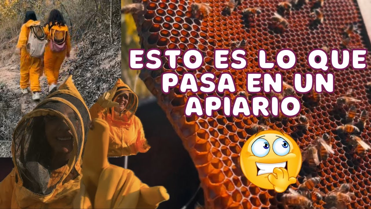 24 HORAS EN UN APIARIO😖🐝 | VIDEO EDUCATIVO ✨