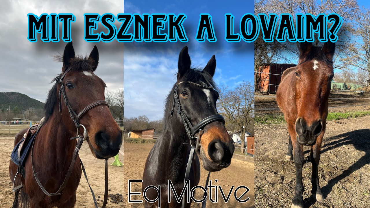 Mit esznek a lovaim? || Eq Motive