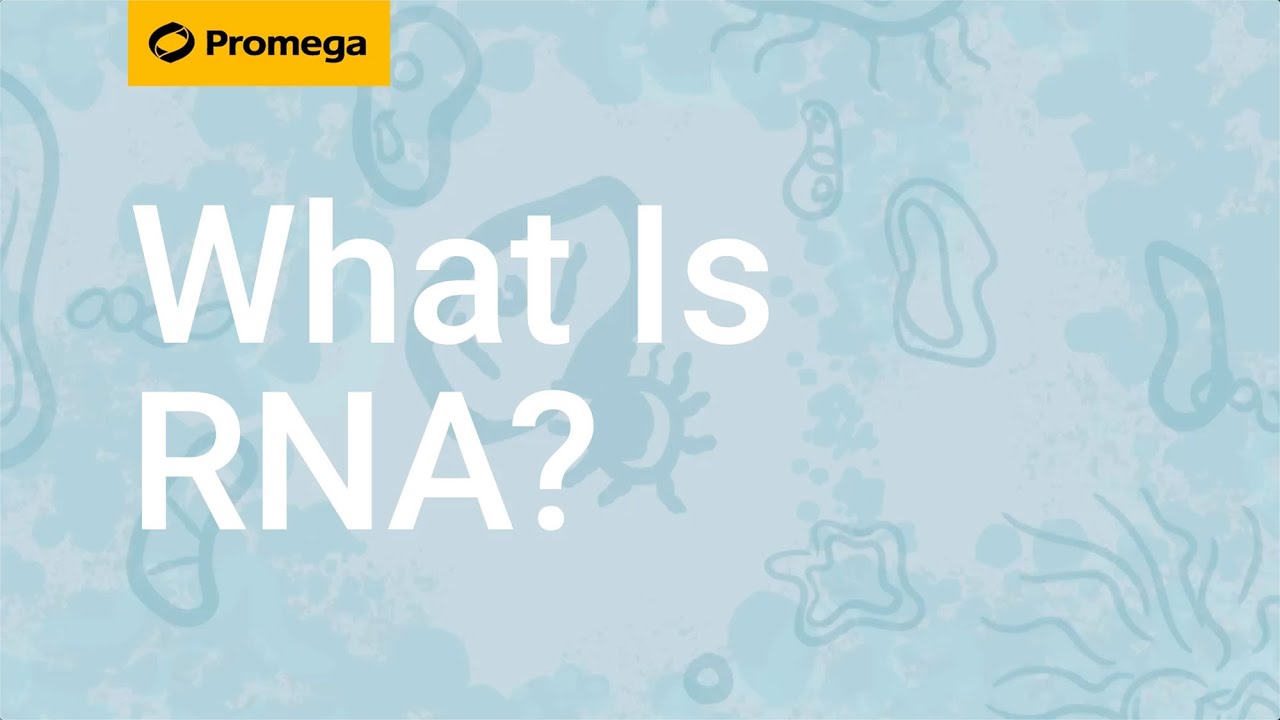 What Is RNA?